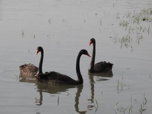 Bu şehirde gece gündüz kuşları gözetleyen birileri var
