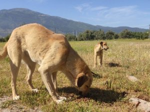 Sokak hayvanlarına mama desteği