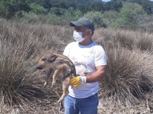 Kuşadası’nda annelerini kaybeden yavru domuzlar doğal yaşamlarına bırakıldı