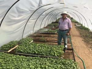 Seralarda yetiştirilen fideler, vatandaşların bahçesini süsleyecek