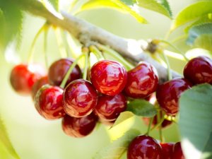 Kirazın anavatanı Kemalpaşa’da kiraz hasadı sürüyor