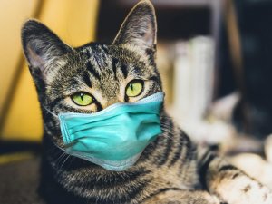 KKTC’de evcil kedi sahibinden COVID-19 kaptı