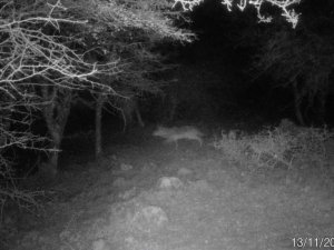 Uzun yıllar sonra ilk kez İzmir’de kurt görüntülendi