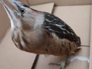 Deniz Kuvvetleri’ne minik misafir