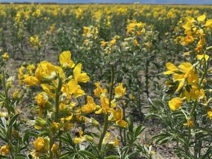 ‘Eber Sarısı’ bu sene de eşsiz güzelliği ile açtı