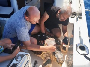 Zeynep’in dikkati, dev deniz canlısını kurtardı