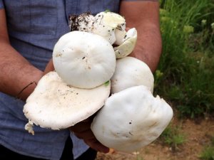 Doğadan toplanan mantarlara dikkat