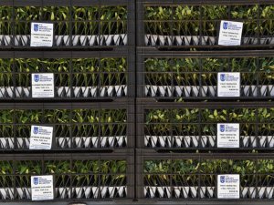 Başkent’te 8 milyon sebze fidesi dağıtımı başladı