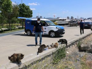 Sokak canları Kartal Belediyesi’ne emanet
