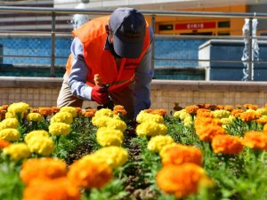 Mamak Belediyesi mevsimlik çiçek dikim çalışmalarına devam ediyor