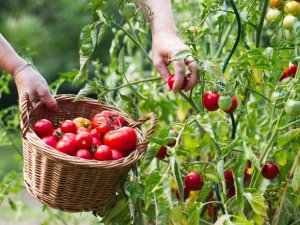 Domates ve mamulleri ihracatında hedef 650 milyon dolar