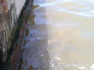 İzmir’de körfeze kirli su böyle aktı