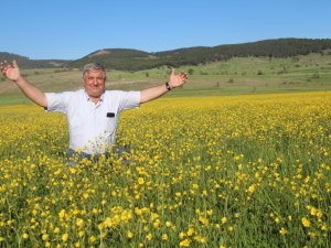 Tarlalarda açan sarı çiçekler görsel şölen oluşturdu