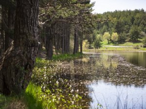 Ankara’nın yaylalarına bahar geldi