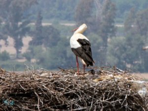 Leylek köyün yavruları dünyaya geldi