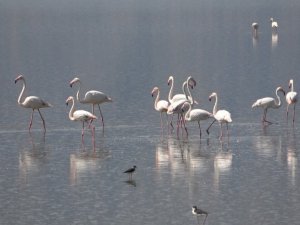 Çardak’ın yerleşik flamingolarından görsel şölen