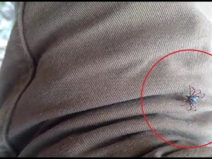 Tokat’ta mahalle halkı tedirgin, kene kabusu geri döndü