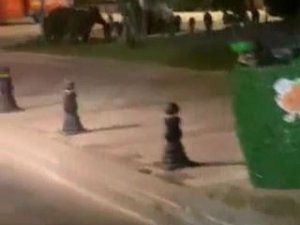 Domuzlar Bodrum marinaya kadar indi