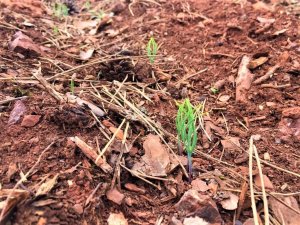 Ormanlarda çimleme çalışmaları başarıyla sonuçlandı