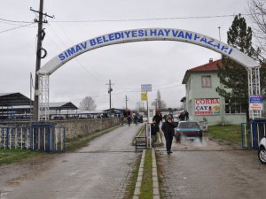 Canlı hayvan pazarı yeniden açıldı
