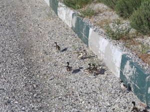 Yolunu kaybeden angut ailesi sokaklarda yürüyüşe çıktı