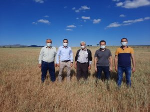 Kuraklık nedeniyle ekinler baş vermeden kurudu