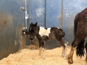 Şehir Ormanı ‘midillisine’ kavuştu