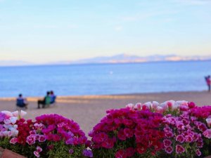 Didim Belediyesi kenti, çiçek bahçesine çevirdi