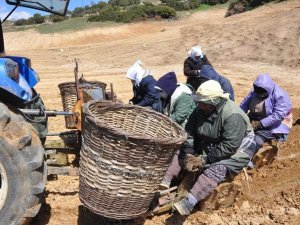 Kekik dikiminde son fidanlar toprakla buluşuyor