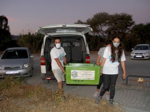 Tedavisi tamamlanan caretta caretta denize bırakıldı