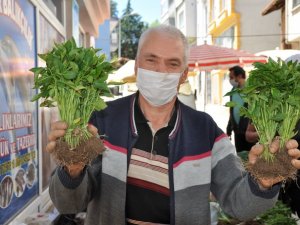 Organik fide pazarına yoğun ilgi