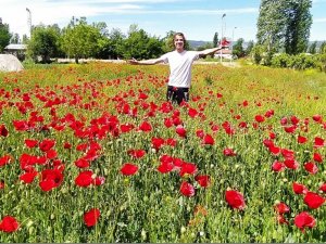 Gelincik tarlasında görsel güzellik