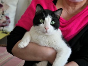 Evcil hayvan sahiplenmenin faydaları saymakla bitmiyor