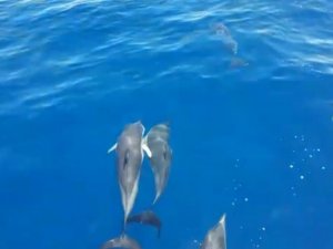 Kuşadası’nda yunuslar yelkenliye eşlik etti