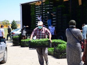 Kahramankazan’da çiftçilere 1 milyon 200 bin sebze fidesi dağıtıldı
