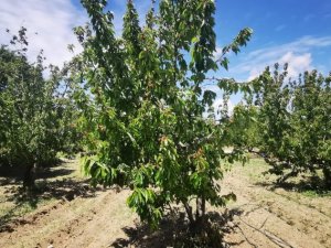 Adını ürettiği meyveden alan Kirazlı Mahallesi’nde çiftçiler dertli