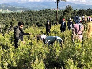 Kızılçam gençliğinde, gençlik bakım çalışmaları