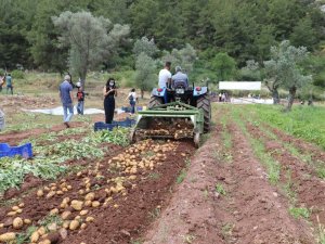 Marmaris Belediyesi’nin tarlalarında patates hasadı yapıldı