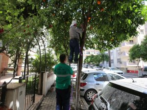 Efeler’de turunç ağaçlarına limon aşılanıyor