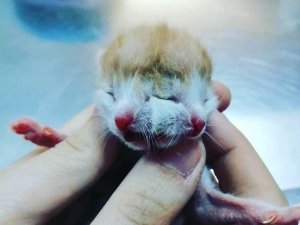 Çift başlı doğan kedi görenleri şaşırttı