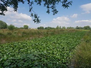 Nilüfer vadisi ziyaretçilerini bekliyor