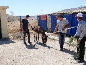 Mardin Büyükşehir Belediyesi yaralı hayvanları tedavileri için İstanbul’a gönderdi
