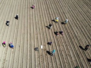 Aydın’da buğday ve ayçiçeği ekimleri arttı