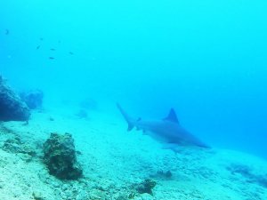 Kum köpek balıkları 24 saat izleniyor