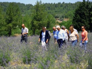 Muğla’da büyükşehir 97 bin 599 aromatik bitki dağıttı