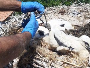 Serçin’in yavru leyleği kurtuldu