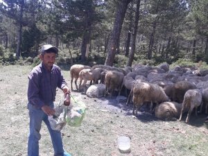 Bu da çevreci çoban