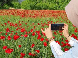Gelincik tarlası görenleri mest etti