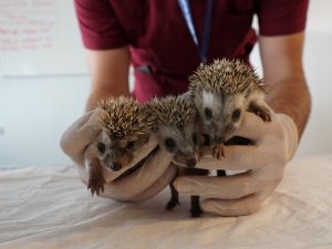 Annesiz kalan 3 yavru kirpi, koruma altına alındı