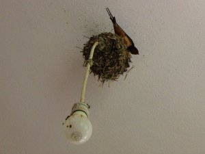 Kırlangıçların lambalara inşa ettiği ‘Yuvacık’